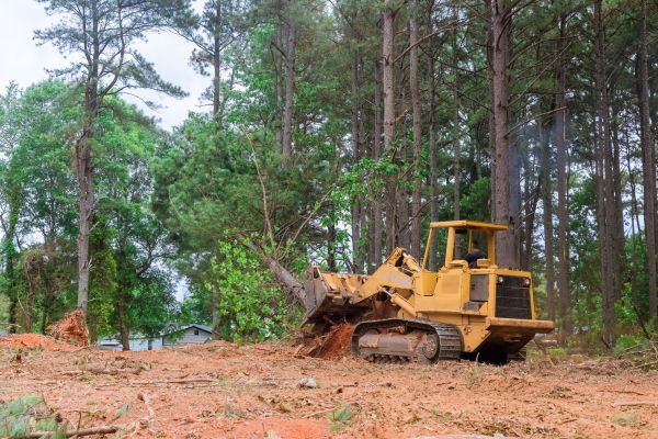 Trees Clearing in Montgomery