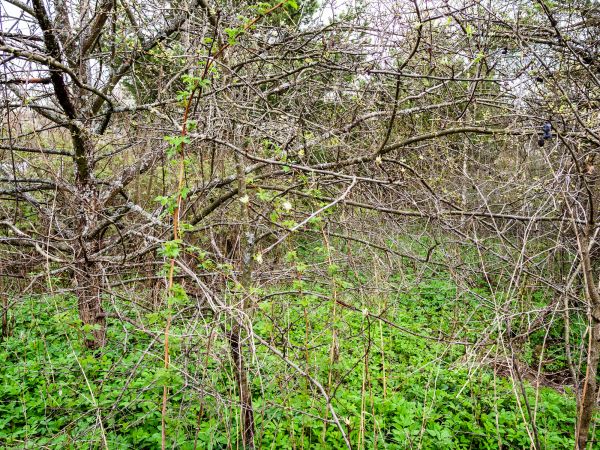 Underbrush Clearing in Montgomery