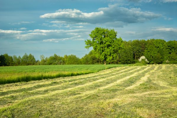Cost of Vegetation Removal in Montgomery