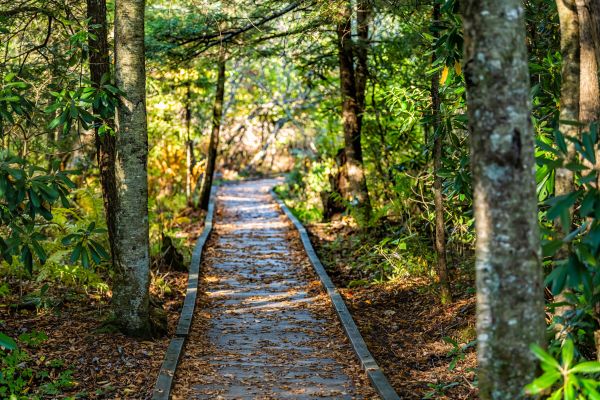 Cost of Trail Clearing in Montgomery